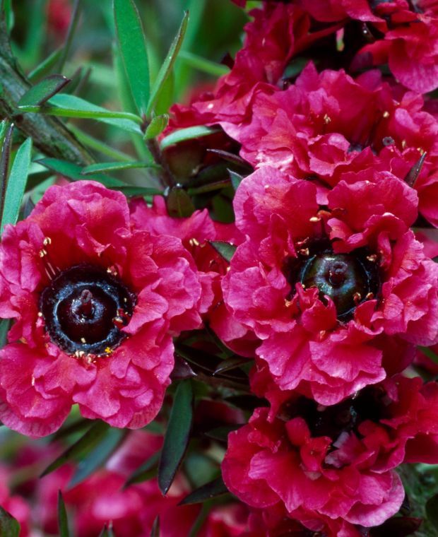 Kozmetiklerde Manuka özütü Leptospermum scoparium yaprağı özütü