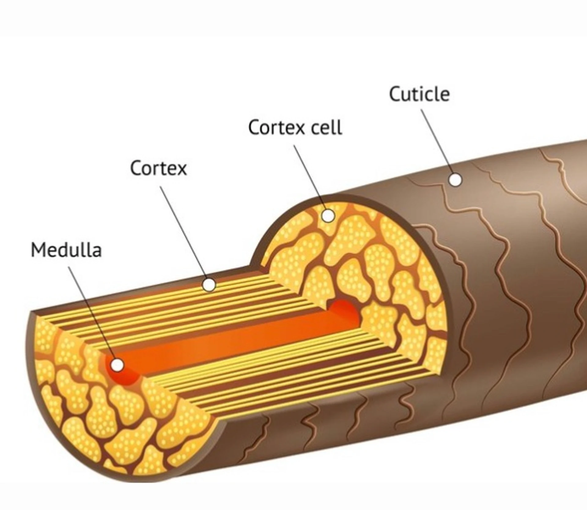 Saç bağlarını onaran bond-repair içerikler