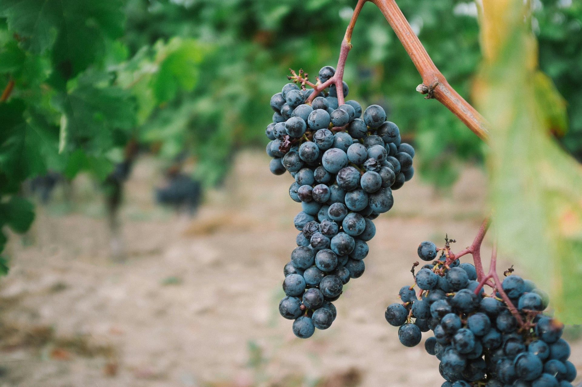 Resveratrol