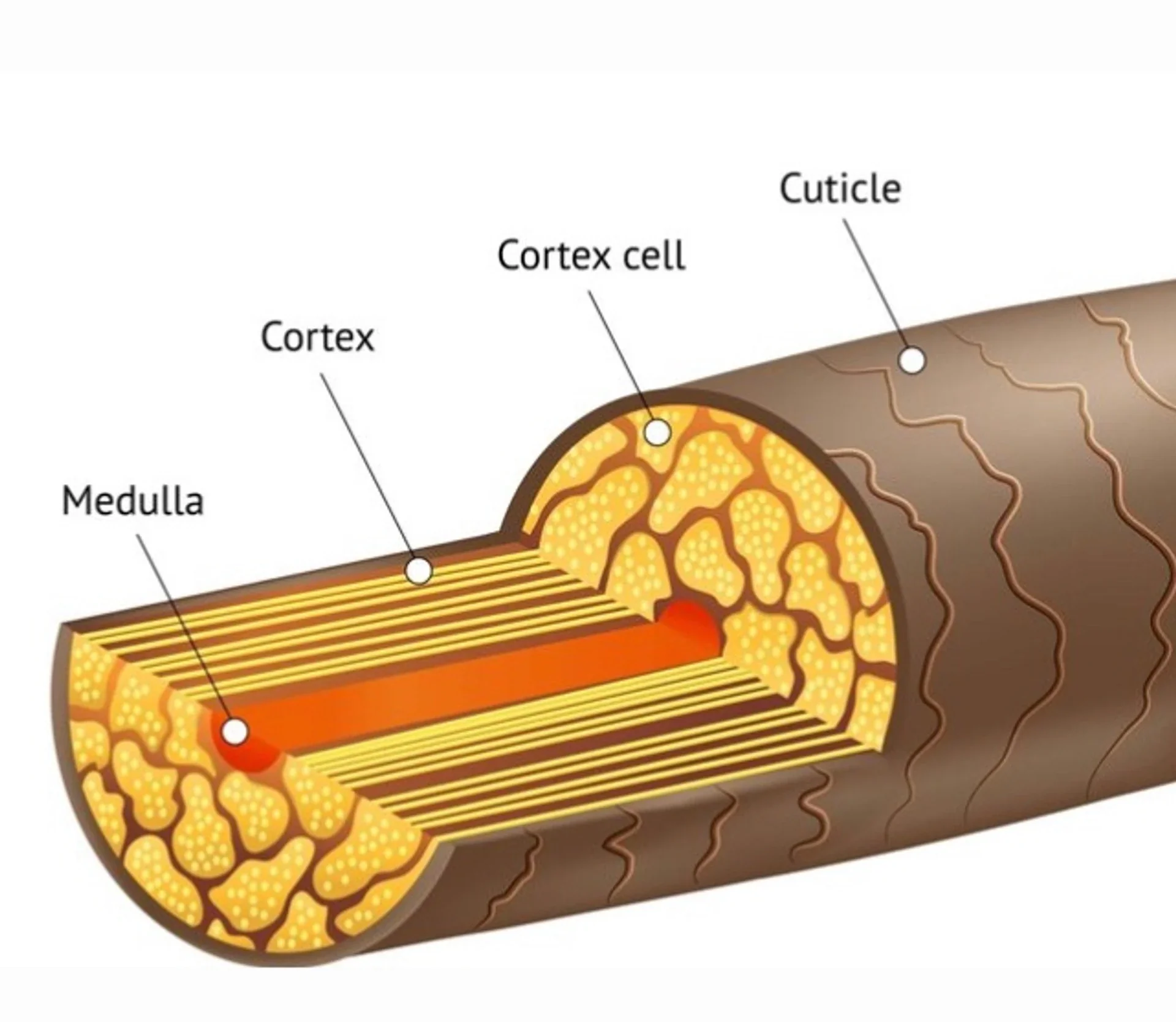 Saç bağlarını onaran bond-repair içerikler